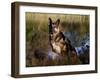 German Shepherd Dog by Pond, Connecticut-Lynn M^ Stone-Framed Photographic Print