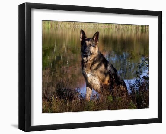 German Shepherd Dog by Pond, Connecticut-Lynn M^ Stone-Framed Photographic Print