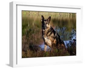 German Shepherd Dog by Pond, Connecticut-Lynn M^ Stone-Framed Photographic Print