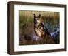 German Shepherd Dog by Pond, Connecticut-Lynn M^ Stone-Framed Photographic Print