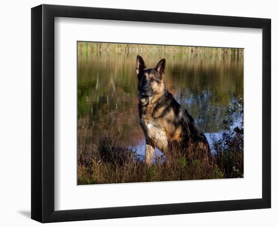 German Shepherd Dog by Pond, Connecticut-Lynn M^ Stone-Framed Photographic Print