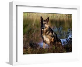 German Shepherd Dog by Pond, Connecticut-Lynn M^ Stone-Framed Photographic Print