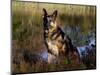 German Shepherd Dog by Pond, Connecticut-Lynn M^ Stone-Mounted Photographic Print