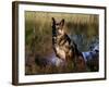 German Shepherd Dog by Pond, Connecticut-Lynn M^ Stone-Framed Photographic Print