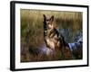 German Shepherd Dog by Pond, Connecticut-Lynn M^ Stone-Framed Photographic Print