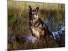 German Shepherd Dog by Pond, Connecticut-Lynn M^ Stone-Mounted Photographic Print