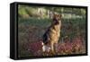 German Shepherd Dog by Pond in Autumn, Pomfret, Connecticut, USA-Lynn M^ Stone-Framed Stretched Canvas