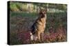 German Shepherd Dog by Pond in Autumn, Pomfret, Connecticut, USA-Lynn M^ Stone-Stretched Canvas