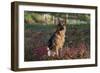 German Shepherd Dog by Pond in Autumn, Pomfret, Connecticut, USA-Lynn M^ Stone-Framed Photographic Print