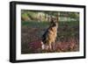 German Shepherd Dog by Pond in Autumn, Pomfret, Connecticut, USA-Lynn M^ Stone-Framed Photographic Print