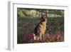 German Shepherd Dog by Pond in Autumn, Pomfret, Connecticut, USA-Lynn M^ Stone-Framed Photographic Print