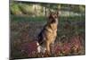 German Shepherd Dog by Pond in Autumn, Pomfret, Connecticut, USA-Lynn M^ Stone-Mounted Photographic Print