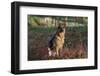 German Shepherd Dog by Pond in Autumn, Pomfret, Connecticut, USA-Lynn M^ Stone-Framed Photographic Print