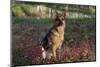 German Shepherd Dog by Pond in Autumn, Pomfret, Connecticut, USA-Lynn M^ Stone-Mounted Photographic Print