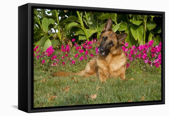 German Shepherd Dog (Female) in Early Autumn Flowers, Geneva, Illinois, USA-Lynn M^ Stone-Framed Stretched Canvas