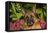 German Shepherd Dog (Female) in Early Autumn Flowers, Geneva, Illinois, USA-Lynn M^ Stone-Framed Stretched Canvas