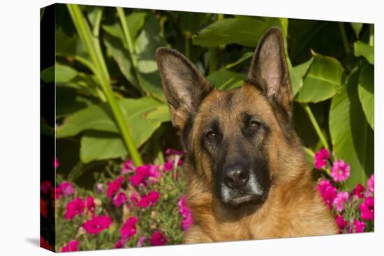 German Shepherd Dog (Female) in Early Autumn Flowers, Geneva, Illinois, USA-Lynn M^ Stone-Stretched Canvas