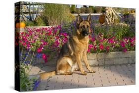 German Shepherd Dog (Female) in Early Autumn Flowers, Geneva, Illinois, USA-Lynn M^ Stone-Stretched Canvas