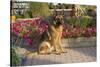 German Shepherd Dog (Female) in Early Autumn Flowers, Geneva, Illinois, USA-Lynn M^ Stone-Stretched Canvas