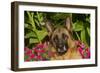 German Shepherd Dog (Female) in Early Autumn Flowers, Geneva, Illinois, USA-Lynn M^ Stone-Framed Photographic Print