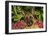 German Shepherd Dog (Female) in Early Autumn Flowers, Geneva, Illinois, USA-Lynn M^ Stone-Framed Photographic Print