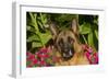 German Shepherd Dog (Female) in Early Autumn Flowers, Geneva, Illinois, USA-Lynn M^ Stone-Framed Photographic Print