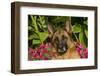 German Shepherd Dog (Female) in Early Autumn Flowers, Geneva, Illinois, USA-Lynn M^ Stone-Framed Photographic Print