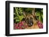 German Shepherd Dog (Female) in Early Autumn Flowers, Geneva, Illinois, USA-Lynn M^ Stone-Framed Photographic Print