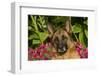 German Shepherd Dog (Female) in Early Autumn Flowers, Geneva, Illinois, USA-Lynn M^ Stone-Framed Photographic Print