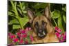 German Shepherd Dog (Female) in Early Autumn Flowers, Geneva, Illinois, USA-Lynn M^ Stone-Mounted Photographic Print