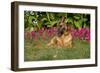 German Shepherd Dog (Female) in Early Autumn Flowers, Geneva, Illinois, USA-Lynn M^ Stone-Framed Photographic Print