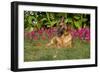 German Shepherd Dog (Female) in Early Autumn Flowers, Geneva, Illinois, USA-Lynn M^ Stone-Framed Photographic Print