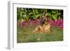 German Shepherd Dog (Female) in Early Autumn Flowers, Geneva, Illinois, USA-Lynn M^ Stone-Framed Photographic Print