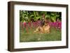 German Shepherd Dog (Female) in Early Autumn Flowers, Geneva, Illinois, USA-Lynn M^ Stone-Framed Photographic Print