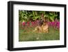 German Shepherd Dog (Female) in Early Autumn Flowers, Geneva, Illinois, USA-Lynn M^ Stone-Framed Photographic Print