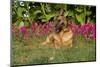 German Shepherd Dog (Female) in Early Autumn Flowers, Geneva, Illinois, USA-Lynn M^ Stone-Mounted Photographic Print