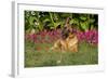 German Shepherd Dog (Female) in Early Autumn Flowers, Geneva, Illinois, USA-Lynn M^ Stone-Framed Photographic Print