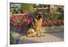 German Shepherd Dog (Female) in Early Autumn Flowers, Geneva, Illinois, USA-Lynn M^ Stone-Framed Photographic Print