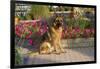 German Shepherd Dog (Female) in Early Autumn Flowers, Geneva, Illinois, USA-Lynn M^ Stone-Framed Photographic Print