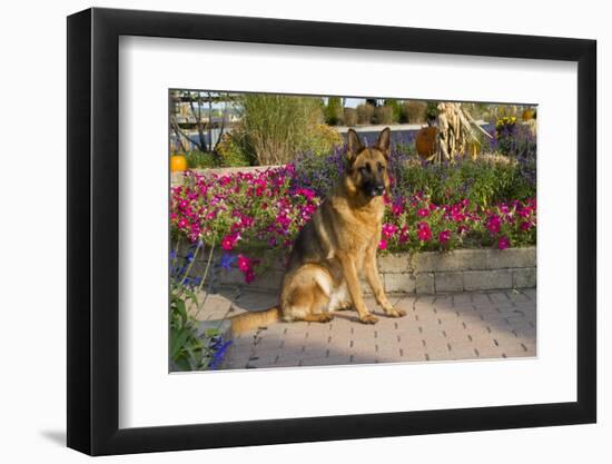 German Shepherd Dog (Female) in Early Autumn Flowers, Geneva, Illinois, USA-Lynn M^ Stone-Framed Photographic Print