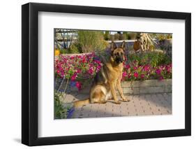 German Shepherd Dog (Female) in Early Autumn Flowers, Geneva, Illinois, USA-Lynn M^ Stone-Framed Photographic Print