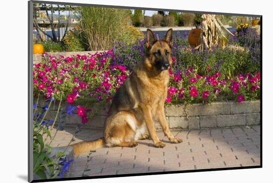 German Shepherd Dog (Female) in Early Autumn Flowers, Geneva, Illinois, USA-Lynn M^ Stone-Mounted Photographic Print