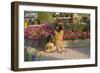 German Shepherd Dog (Female) in Early Autumn Flowers, Geneva, Illinois, USA-Lynn M^ Stone-Framed Photographic Print