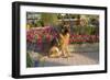 German Shepherd Dog (Female) in Early Autumn Flowers, Geneva, Illinois, USA-Lynn M^ Stone-Framed Photographic Print