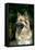 German Shepherd Dog (Head Shot)-null-Framed Stretched Canvas