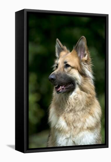 German Shepherd Dog (Head Shot)-null-Framed Stretched Canvas