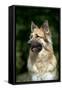 German Shepherd Dog (Head Shot)-null-Framed Stretched Canvas