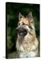 German Shepherd Dog (Head Shot)-null-Stretched Canvas