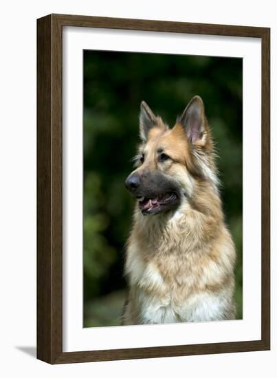 German Shepherd Dog (Head Shot)-null-Framed Photographic Print