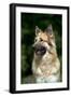 German Shepherd Dog (Head Shot)-null-Framed Photographic Print